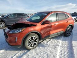 Ford Escape sel salvage cars for sale: 2020 Ford Escape SEL