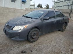 2010 Toyota Corolla Base for sale in Albuquerque, NM