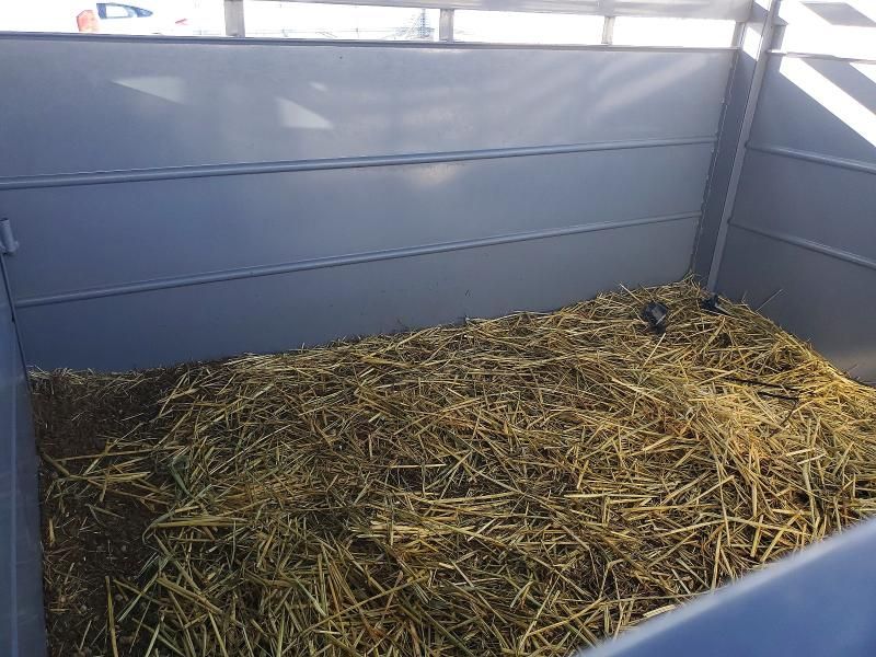 2024 Delta Horse Trailer