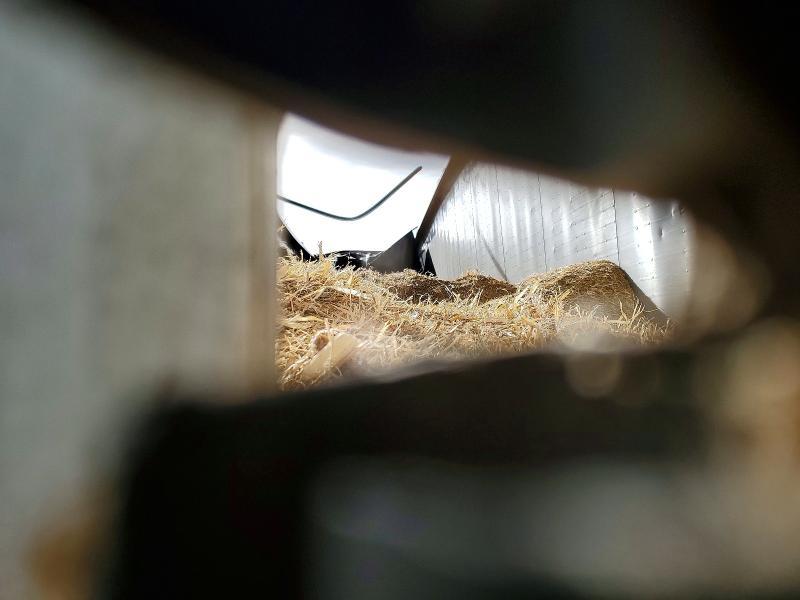 2007 Wilkens Walking Floor Trailer