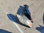 2010 Lexus Rx 350 Base