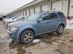 2010 Ford Escape Limited