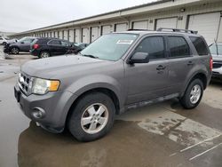 2011 Ford Escape XLT en venta en Lawrenceburg, KY