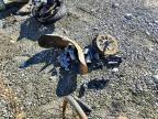 2019 Indian Motorcycle Co. Chieftain Dark Horse