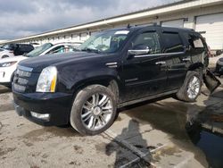 2012 Cadillac Escalade Premium for sale in Louisville, KY
