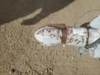 1988 Slabach 35 Reel Trailer