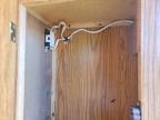 2002 Rckwd By F 2002 Forest River Rockwood Freedom Camper