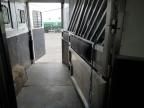 2017 Lako Horse Trailer
