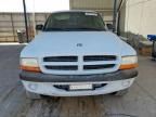 2001 Dodge Dakota Quattro