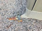 2013 Randall Walt 2013 R & R Enclosed Cargo Snowmobile Trailer