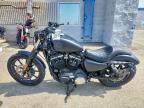 2022 Harley-Davidson XL883 N