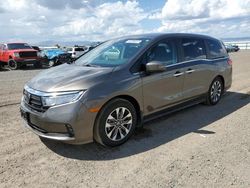 Salvage cars for sale from Copart Helena, MT: 2023 Honda Odyssey EXL
