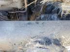 2021 Freightliner Cascadia 126