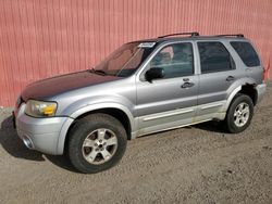 Salvage cars for sale from Copart London, ON: 2007 Ford Escape XLT