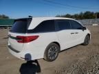 2023 Honda Odyssey exl