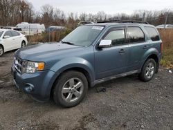 Ford Escape salvage cars for sale: 2011 Ford Escape XLT