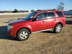 Ford Escape salvage cars for sale: 2009 Ford Escape XLT