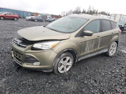 Ford Escape salvage cars for sale: 2013 Ford Escape SE