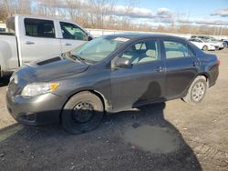 Toyota Corolla salvage cars for sale: 2010 Toyota Corolla Base