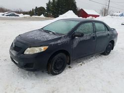 Toyota Corolla salvage cars for sale: 2009 Toyota Corolla Base