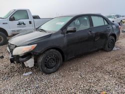 Toyota salvage cars for sale: 2009 Toyota Corolla Base